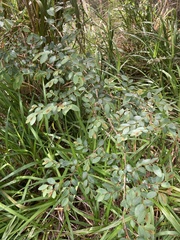 Phyllantheae