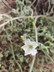 Mirabilis tenuiloba