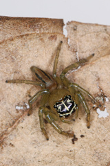 Colyttus