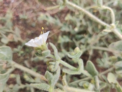 Mirabilis tenuiloba