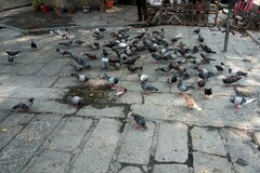 Columba livia domestica