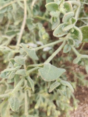 Mirabilis tenuiloba