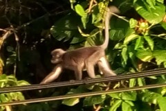 Trachypithecus obscurus