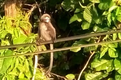 Trachypithecus obscurus
