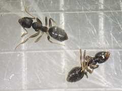 Technomyrmex vitiensis