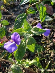 Achetaria azurea
