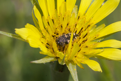 Acmaeodera
