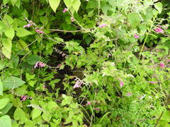 Salvia curviflora