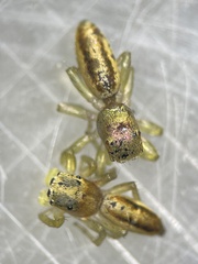 Cosmophasis lami