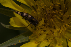 Acmaeodera