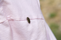 Acmaeodera