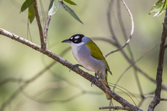 Phaenicophilus palmarum