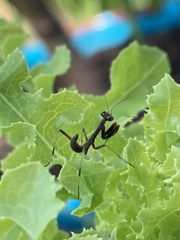 Pseudomantis