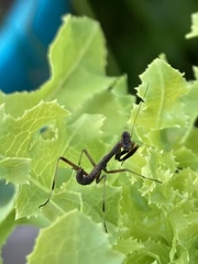 Pseudomantis