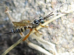 Lymeon orbus