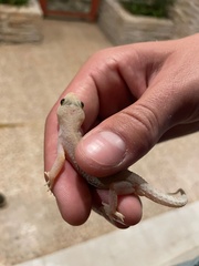 Hemidactylus