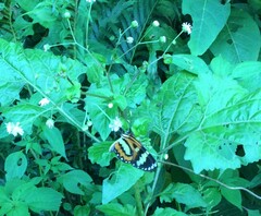 Placidina euryanassa