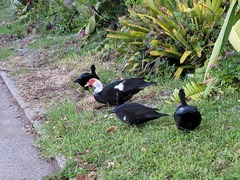 Cairina moschata domestica