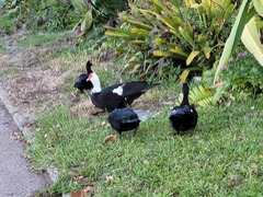 Cairina moschata domestica