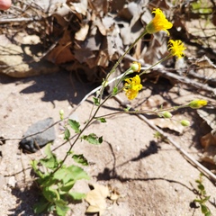 Heterotheca inuloides