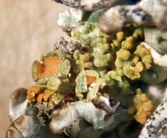 Polycauliona polycarpa