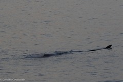 Physeter macrocephalus