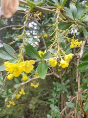Berberis glaucocarpa