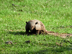 Euphractus sexcinctus