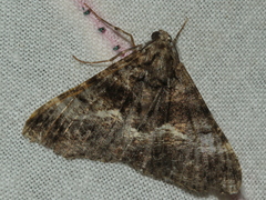 Gastrinodes argoplaca