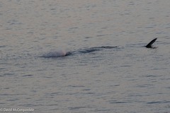 Physeter macrocephalus