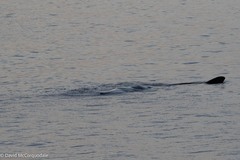 Physeter macrocephalus