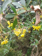 Berberis glaucocarpa