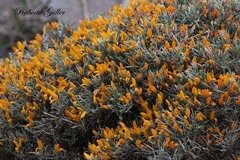 Anarthrophyllum elegans