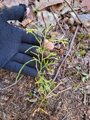 Diphasiastrum complanatum