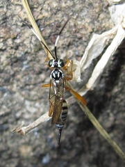 Lymeon orbus