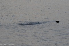 Physeter macrocephalus