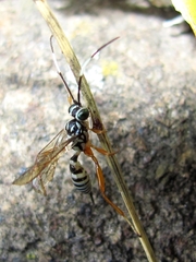 Lymeon orbus