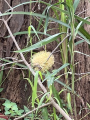 Banksia integrifolia