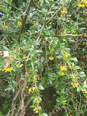 Berberis glaucocarpa