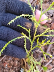 Diphasiastrum complanatum