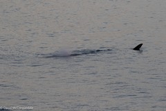 Physeter macrocephalus