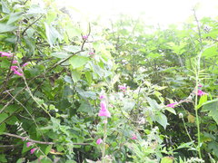 Salvia curviflora