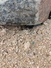 Veromessor pergandei