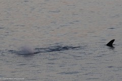 Physeter macrocephalus