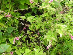 Salvia curviflora
