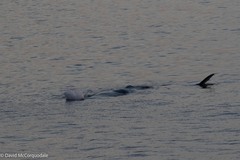 Physeter macrocephalus