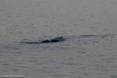 Physeter macrocephalus