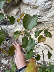 Cercis canadensis texensis