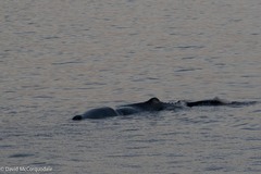 Physeter macrocephalus
