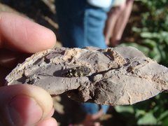 Acmaeodera